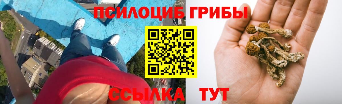 Псилоцибиновые грибы Psilocybe Чита